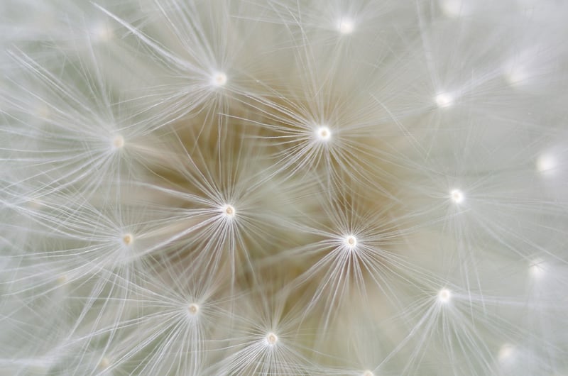 Dandelion